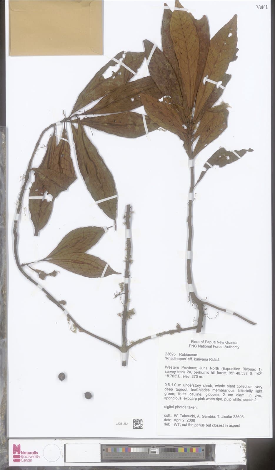 Rhadinopus kurivana Ridsdale