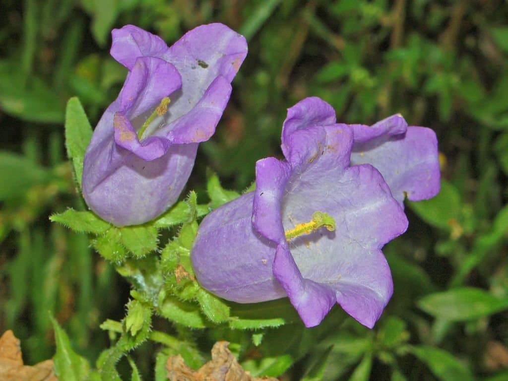 Campanula medium L.