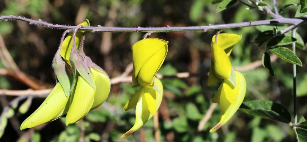 Crotalaria agatiflora Schweinf.