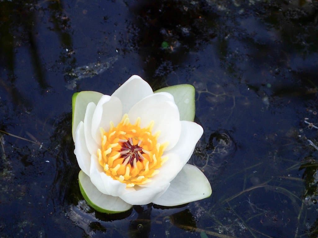 Nymphaea tetragona Georgi