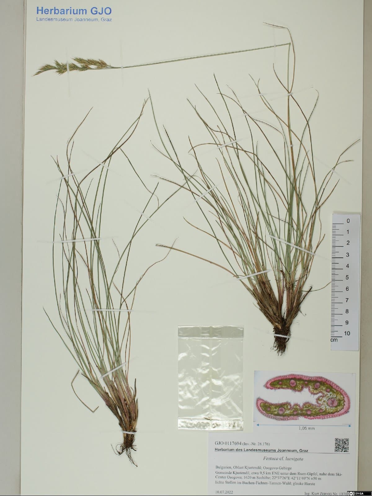 Festuca laevigata Gaudin