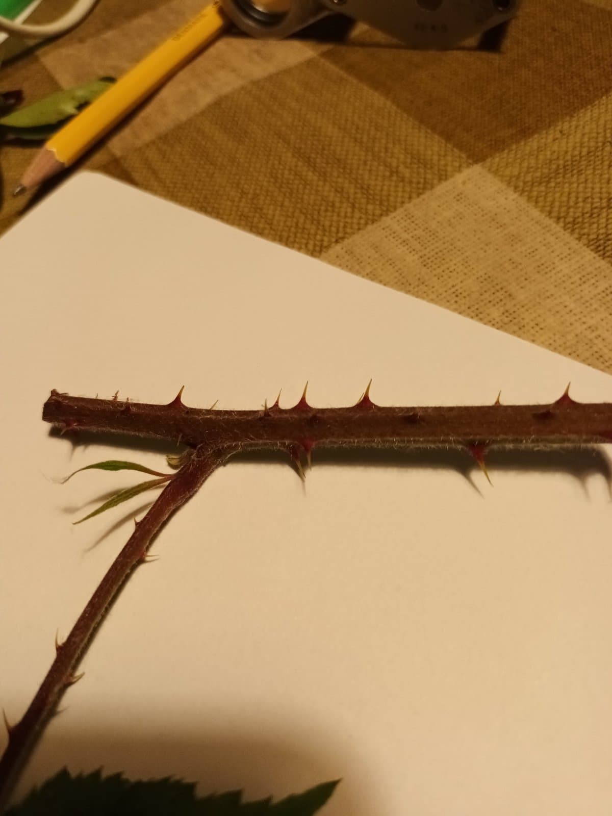 Rubus cimbricus Focke
