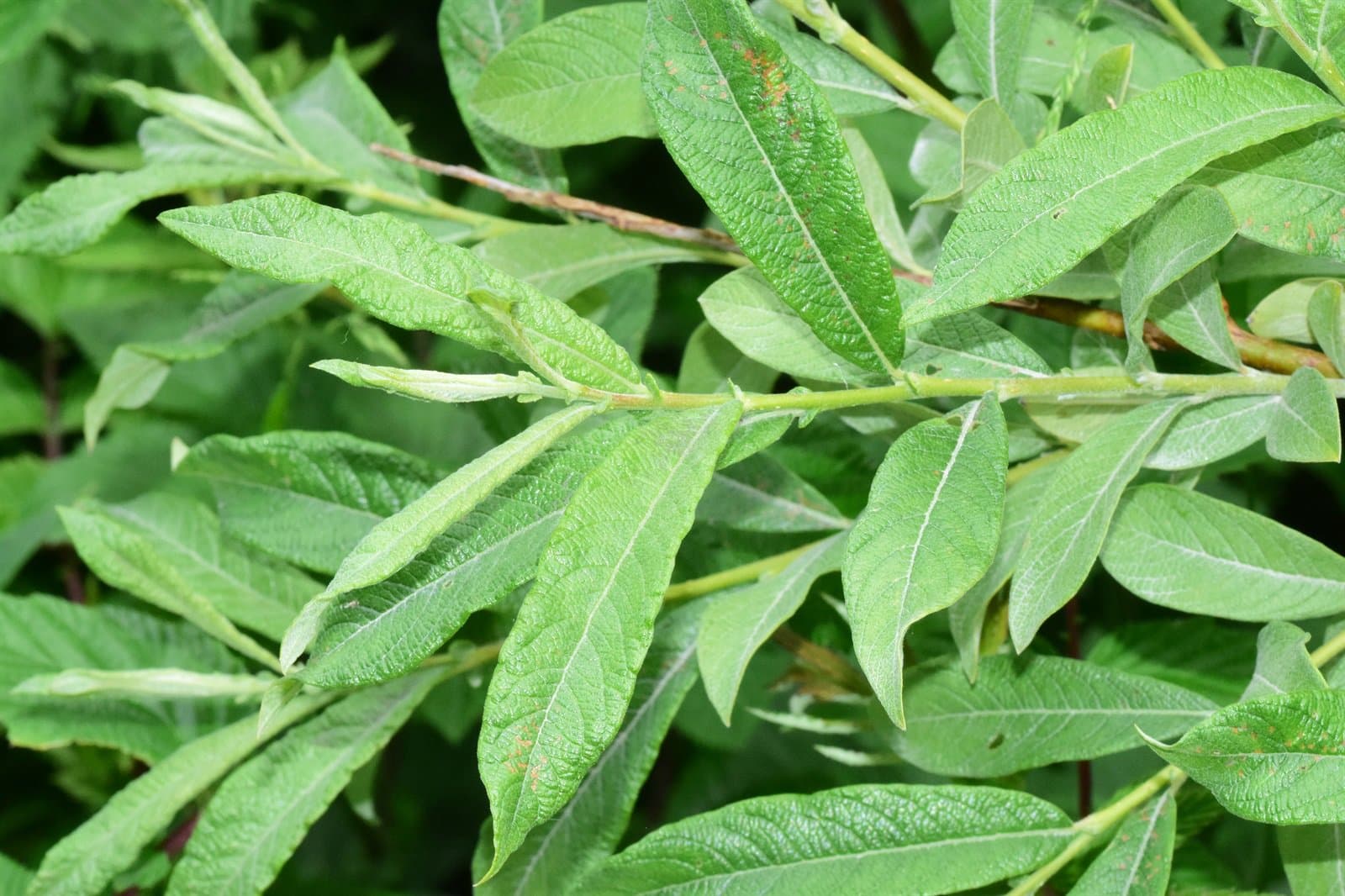 Salix ×holosericea Willd.