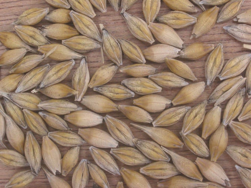 Hordeum vulgare L.