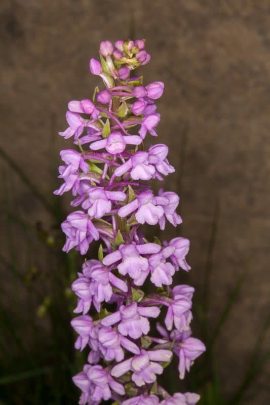 Gymnadenia densiflora (Wahlenb.) A.Dietr.