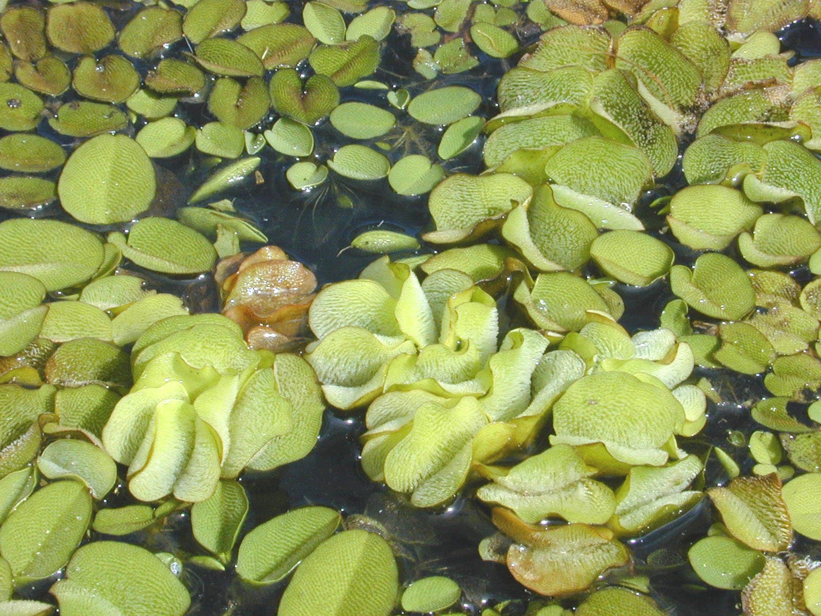 Salvinia ×molesta D.S.Mitch.