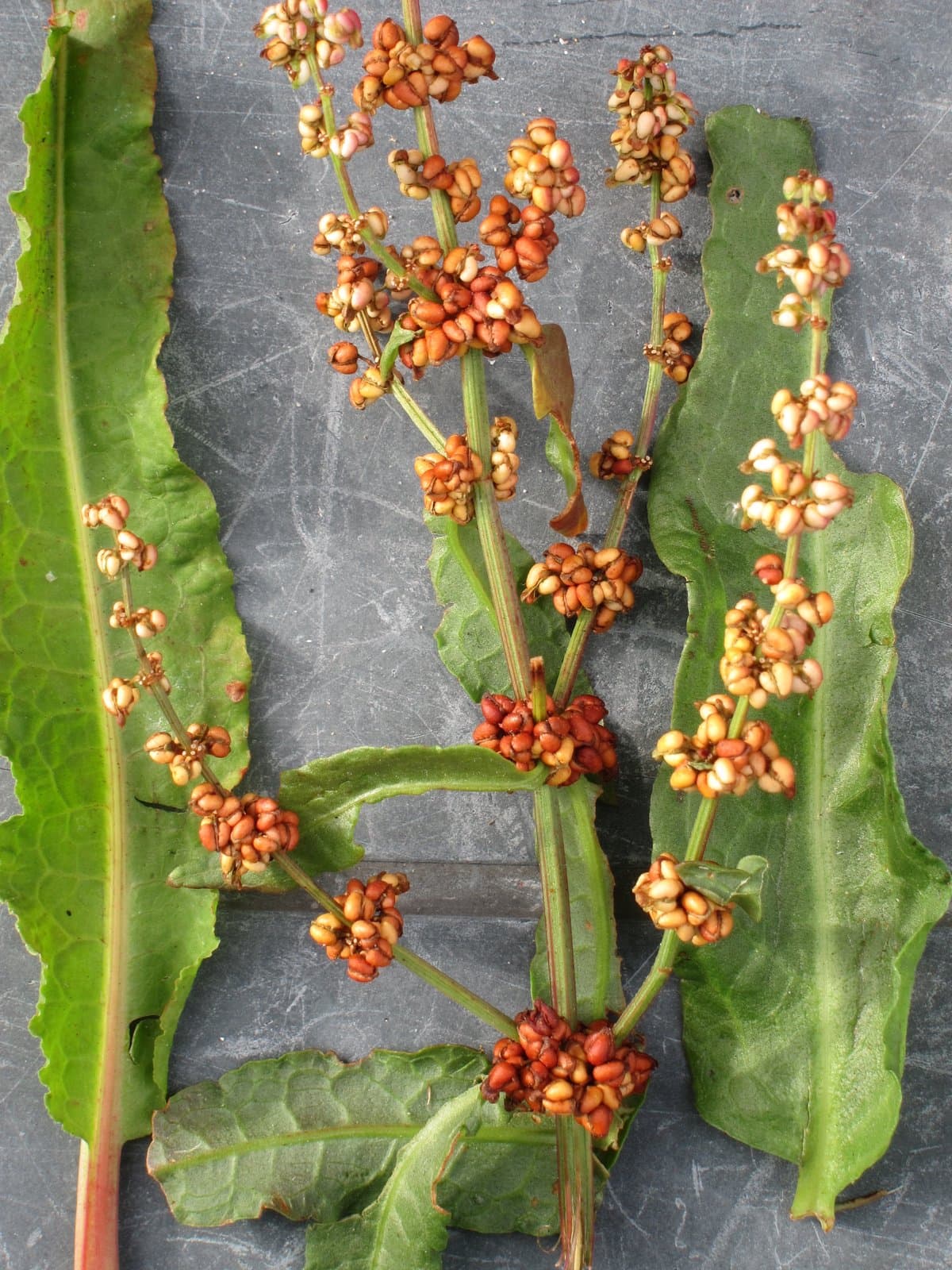 Rumex rupestris Le Gall