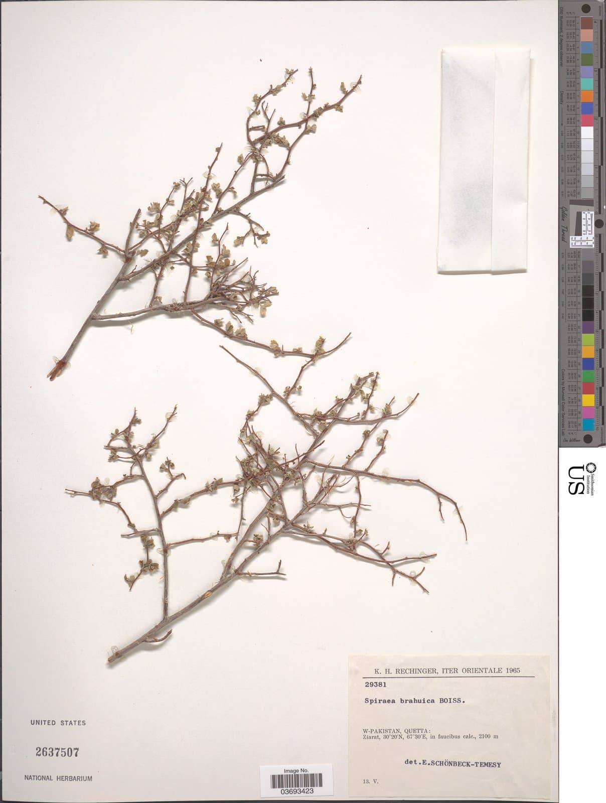 Spiraea brahuica Boiss.