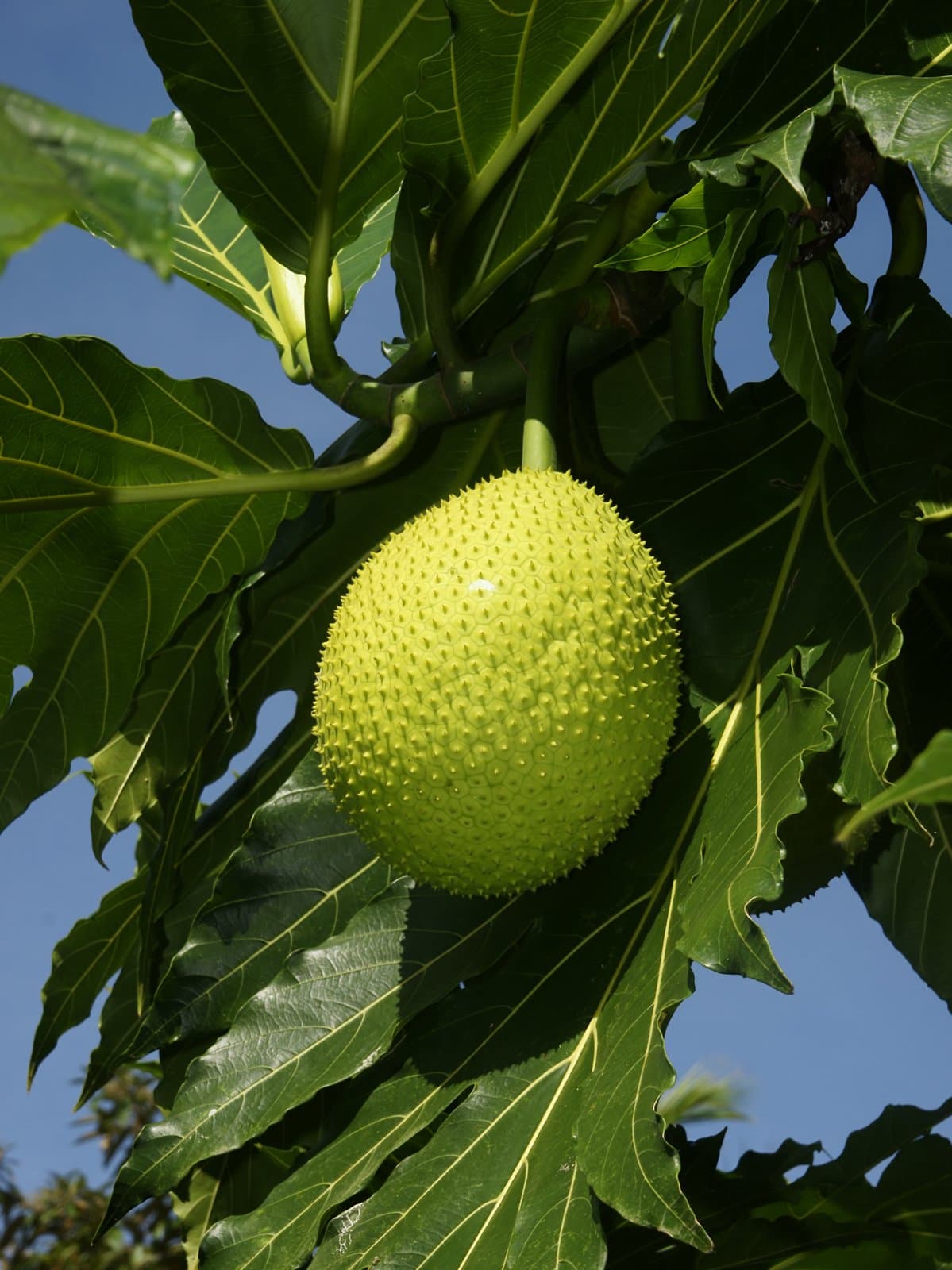 Artocarpus altilis (Parkinson) Fosberg