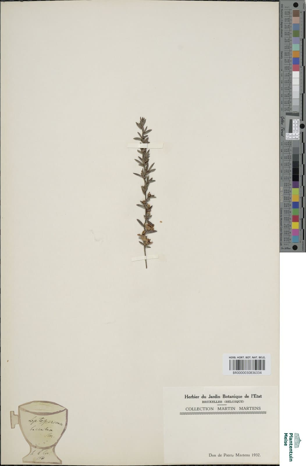Leptospermum baccatum S.Schauer, 1842