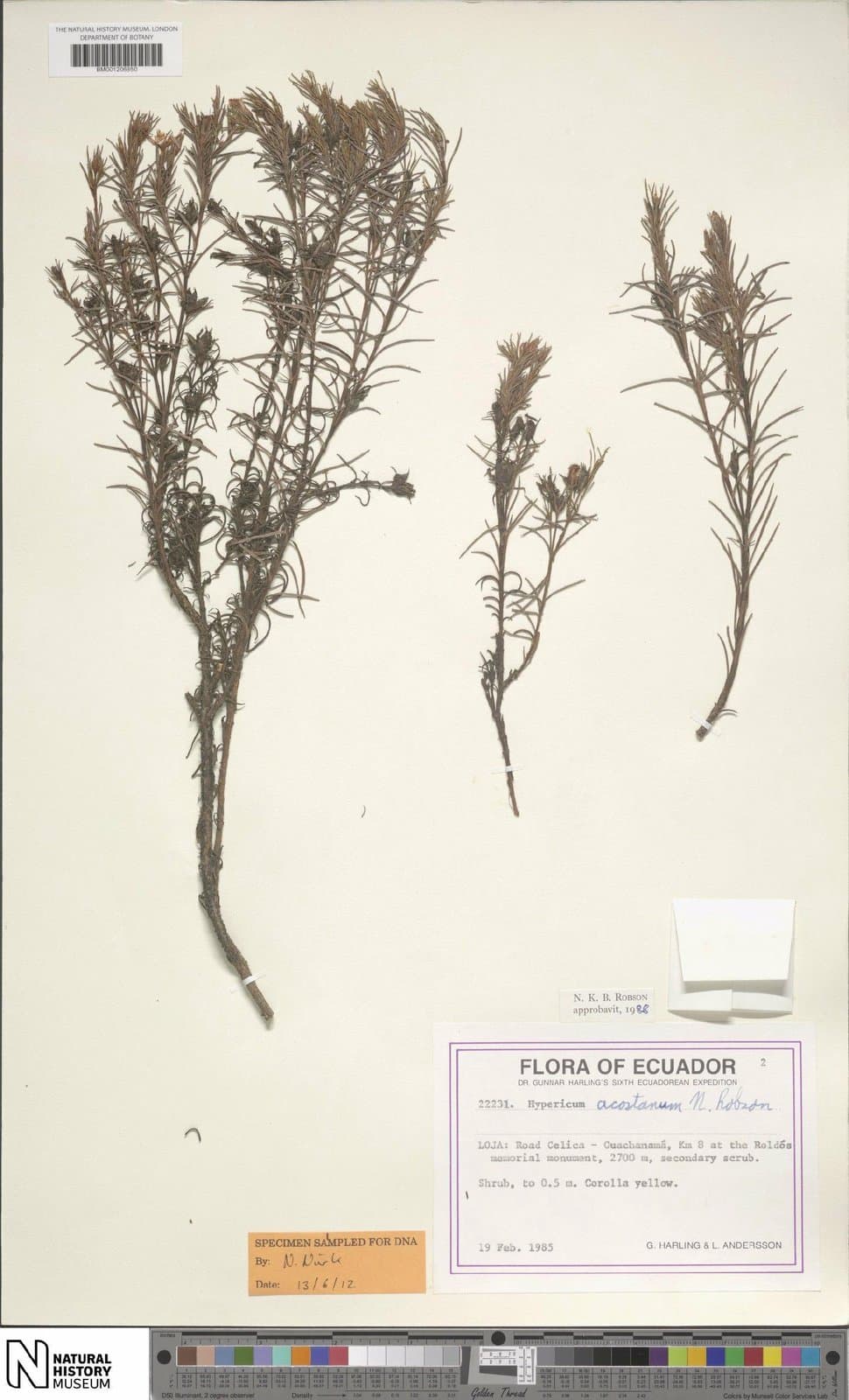 Hypericum acostanum Steyerm. ex N.Robson