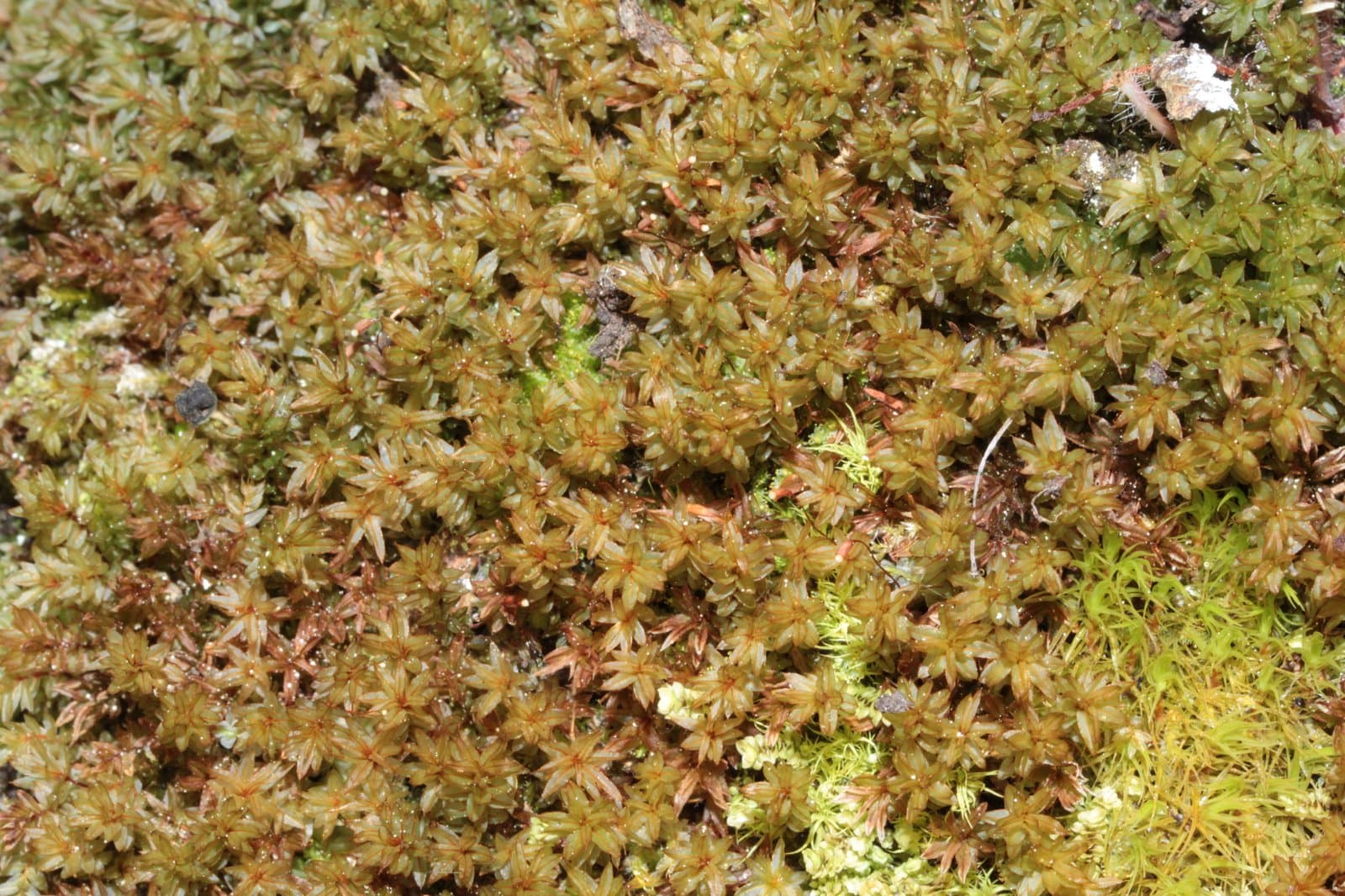 Mnium lycopodioides Schwägr.