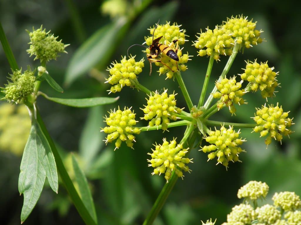 Levisticum officinale W.D.J.Koch