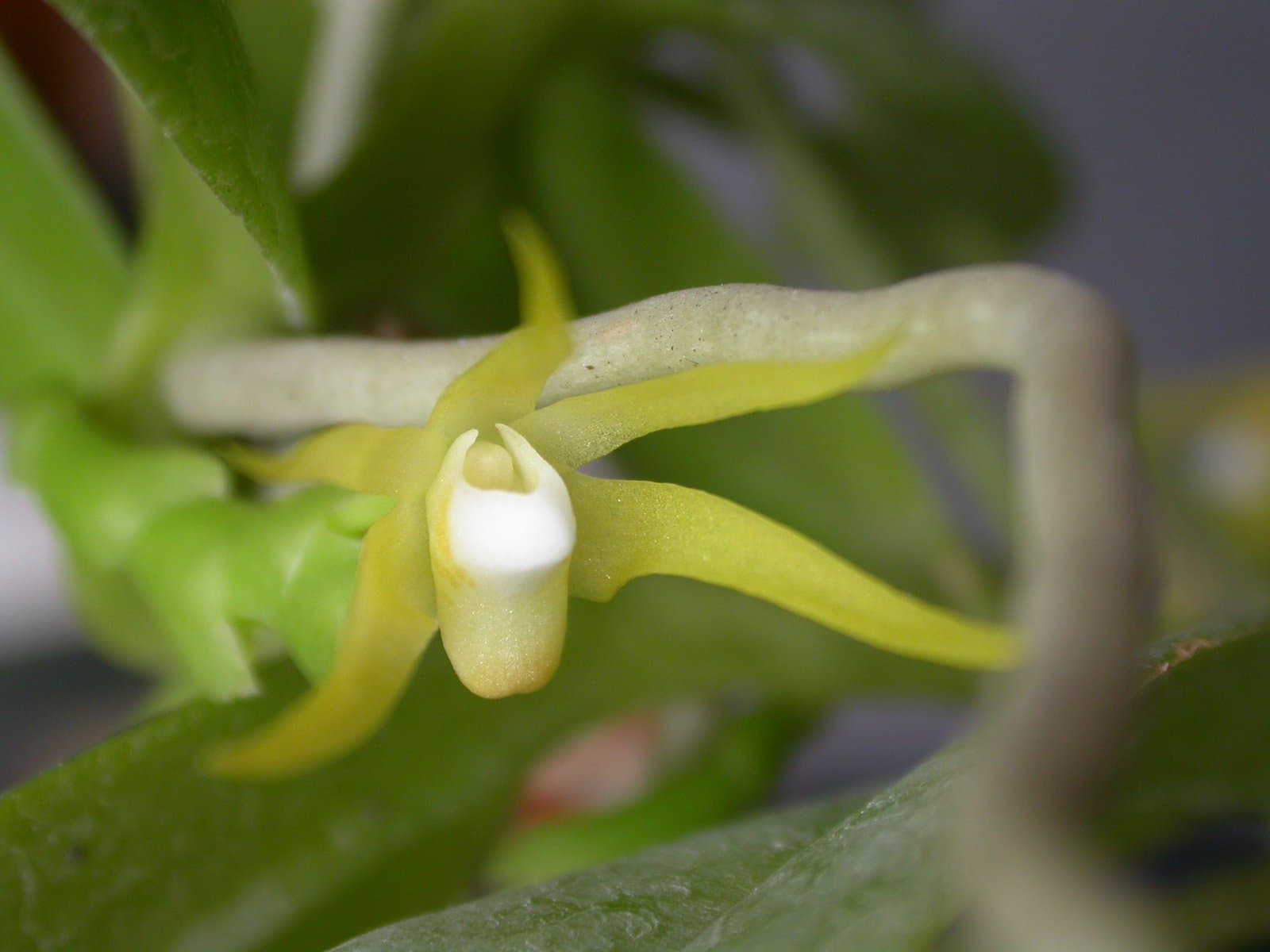 Thrixspermum centipeda Lour.