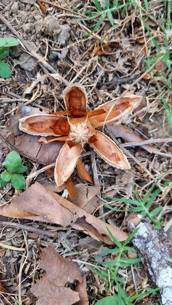Cedrela odorata L.