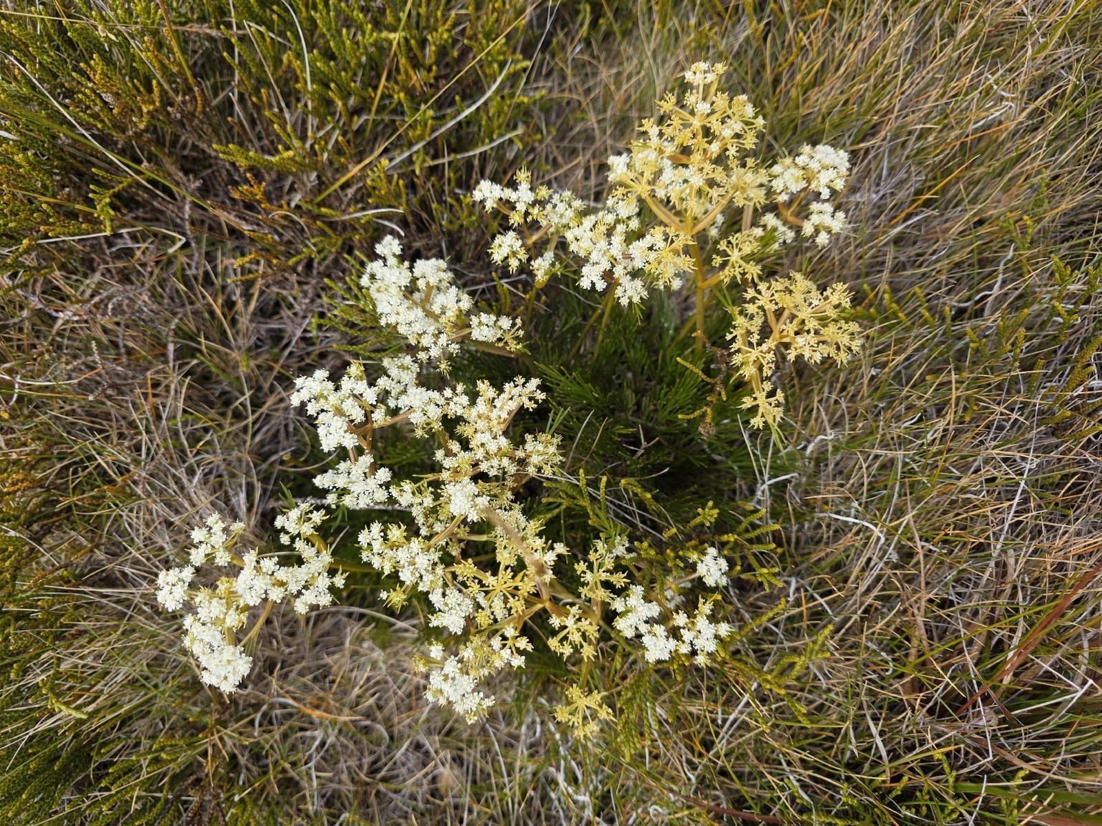 Aciphylla polita (Kirk) Cheeseman