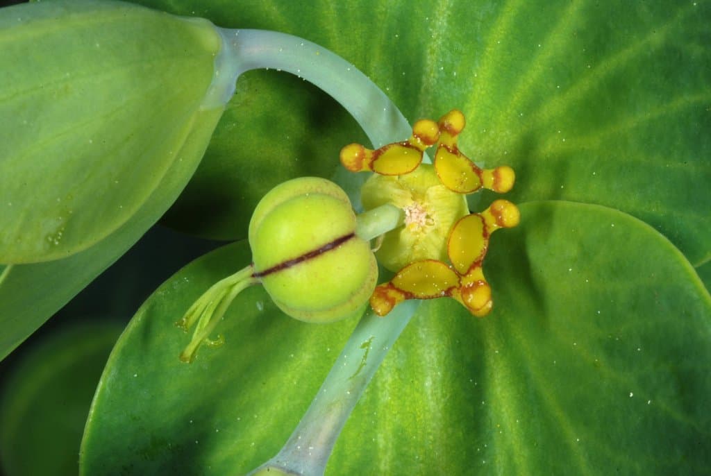 Euphorbia lathyris L.