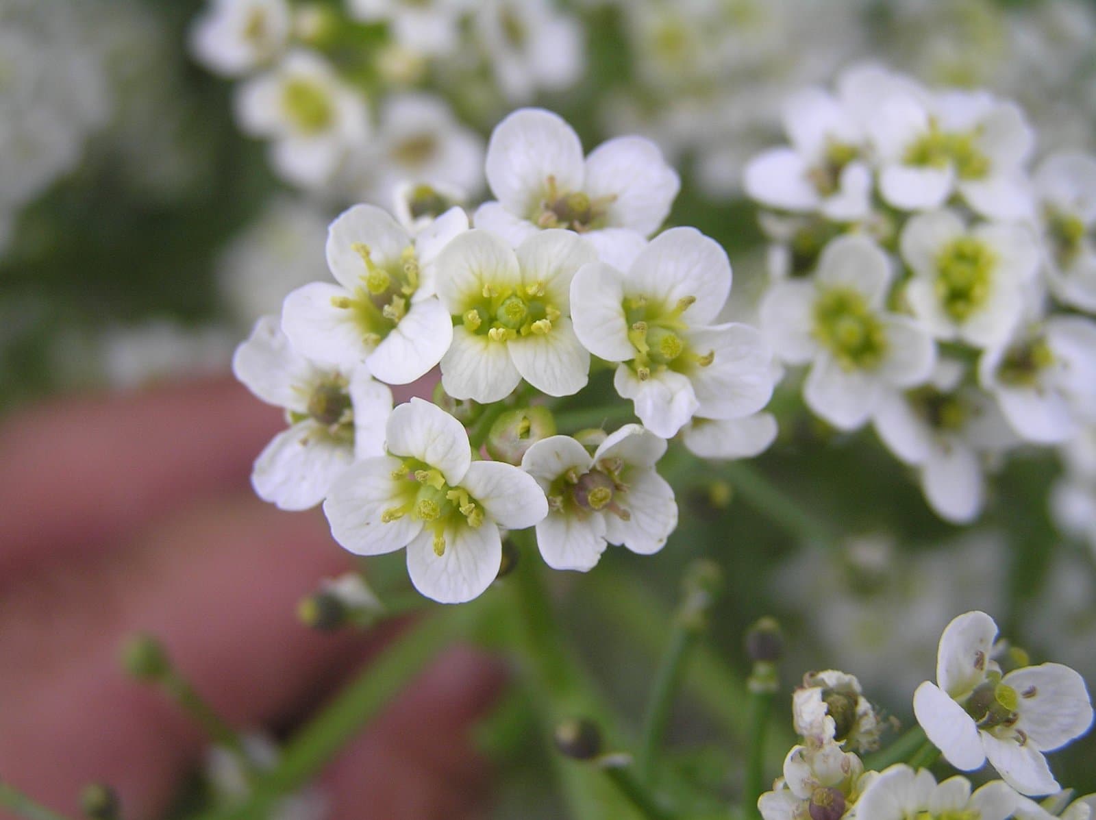Crambe tataria Sebeók