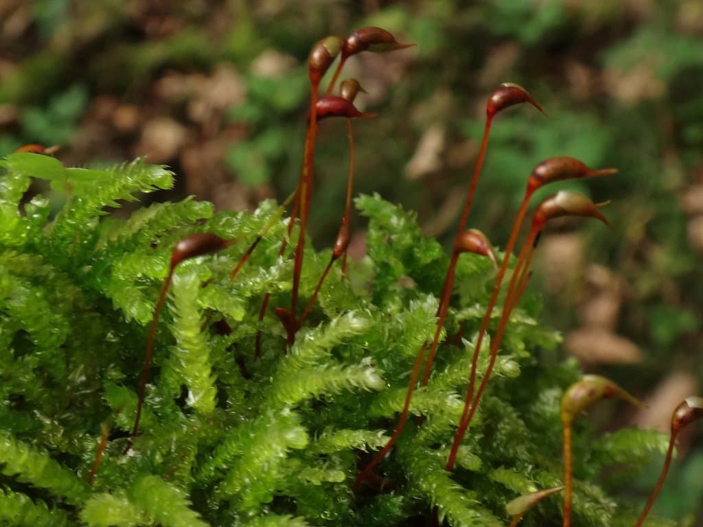 Eurhynchium angustirete (Broth.) T.J.Kop.