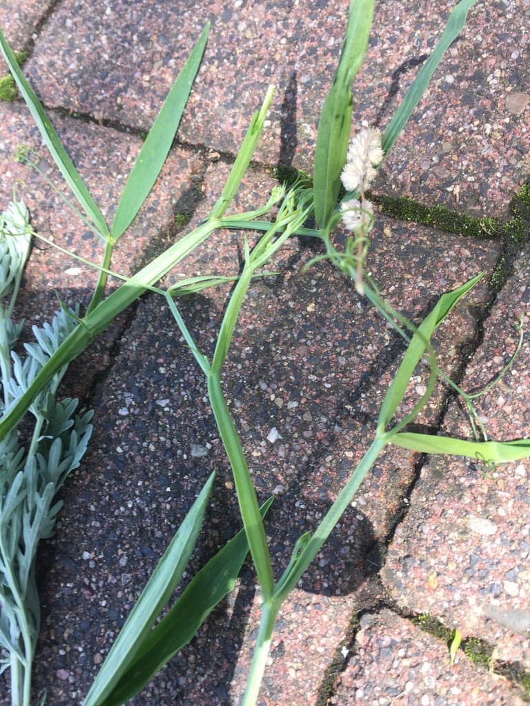 Lathyrus sylvestris L.