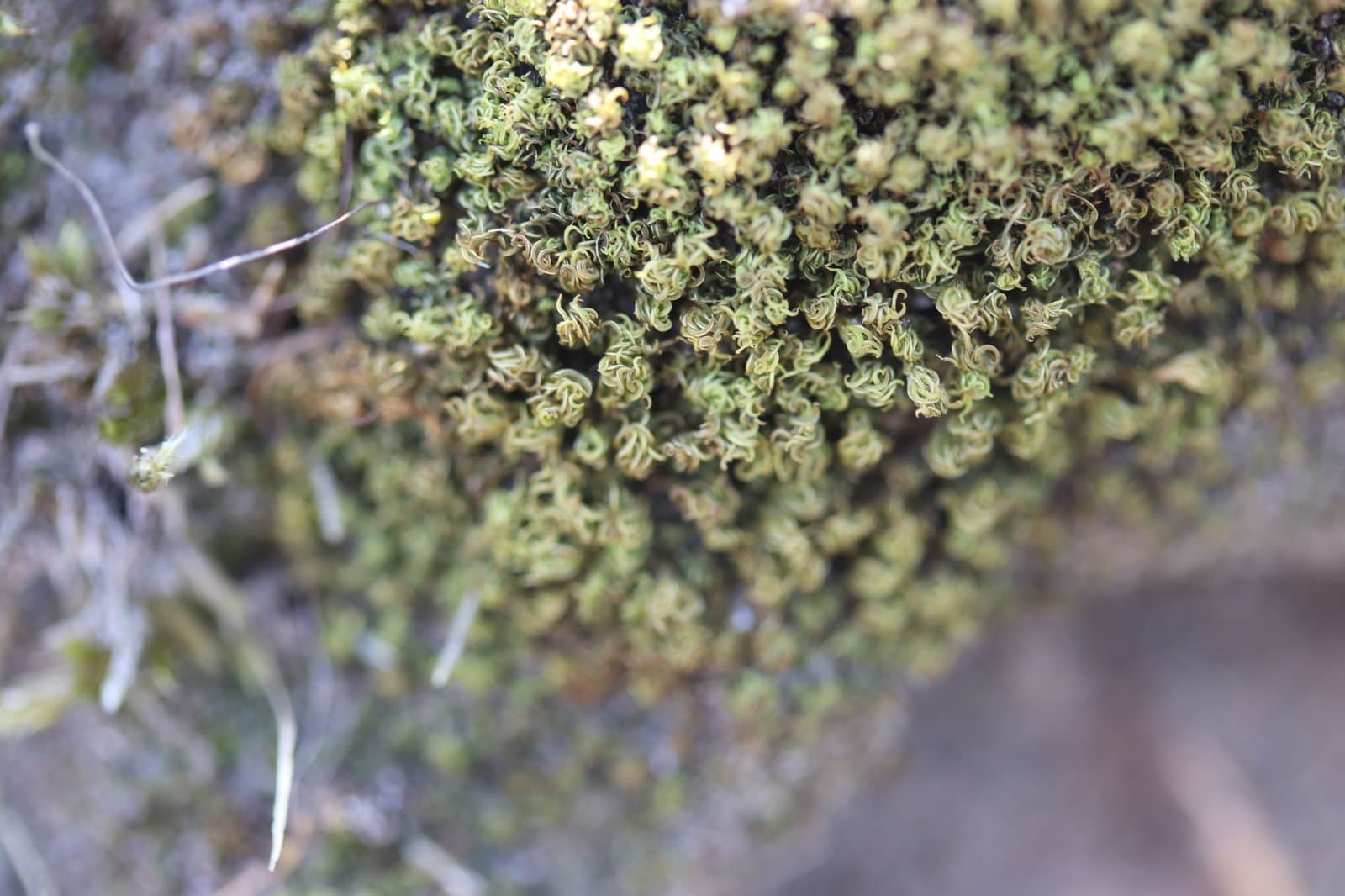 Tortella flavovirens (Bruch) Broth.