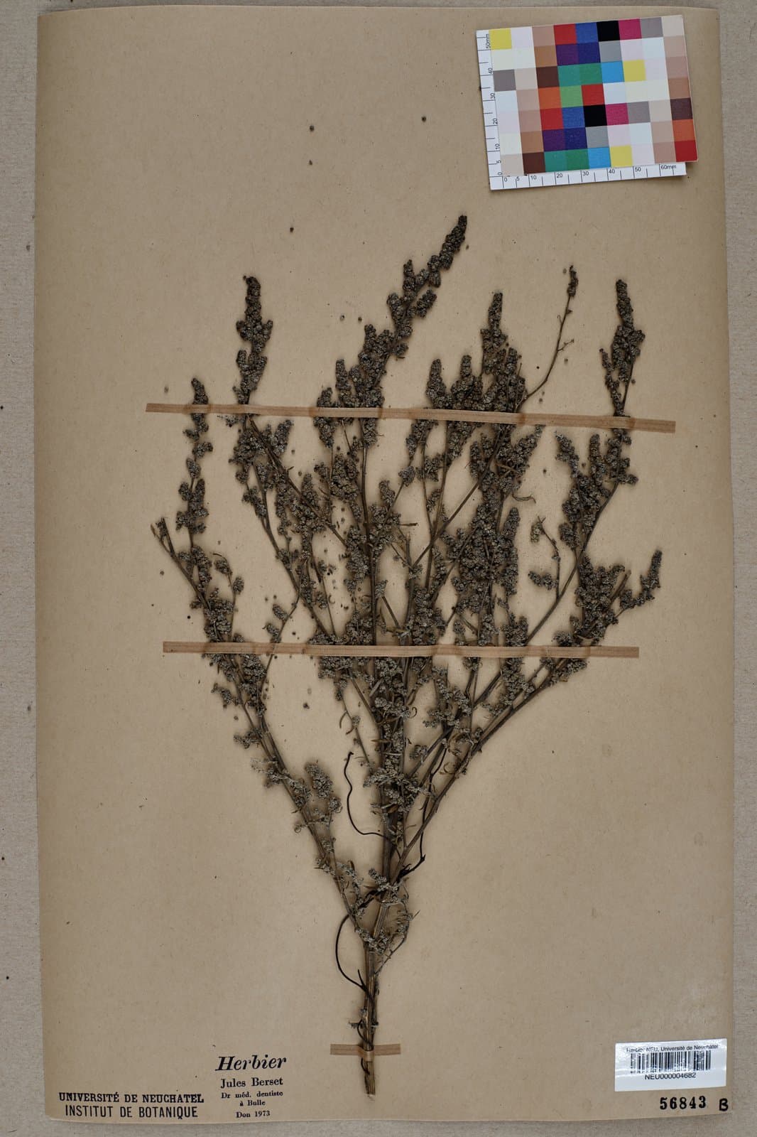 Chenopodium pratericola Rydb.