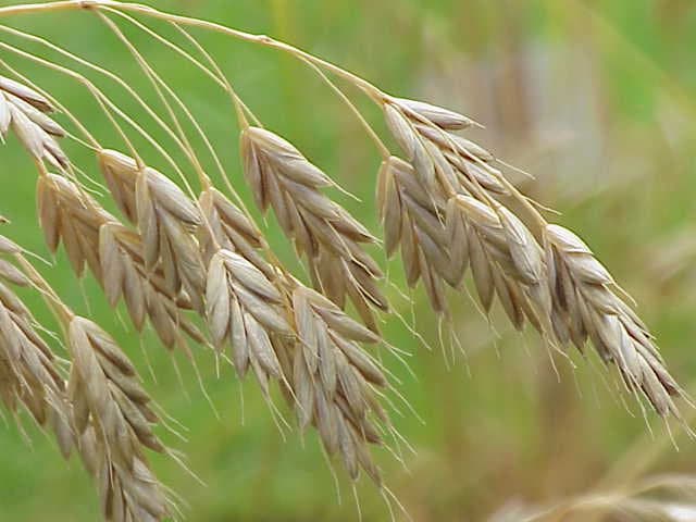 Bromus secalinus L.