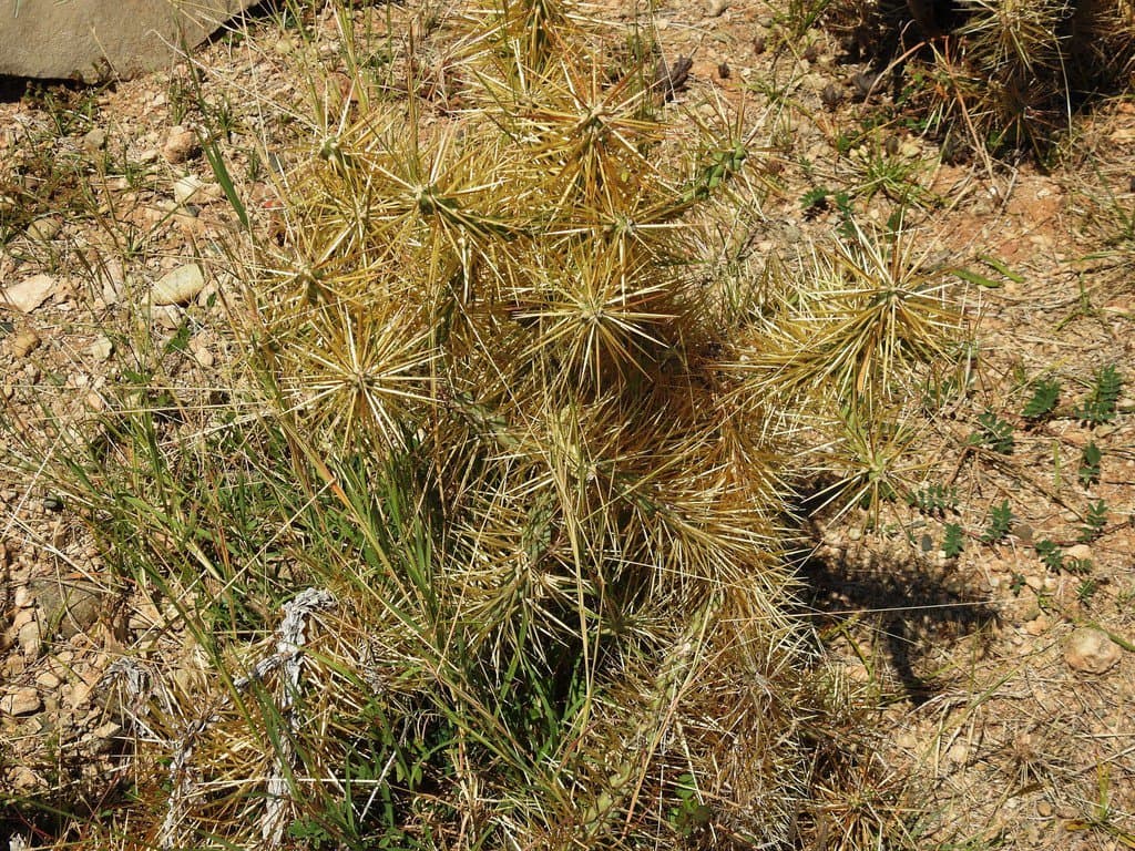 Cylindropuntia hystrix (Griseb.) Areces