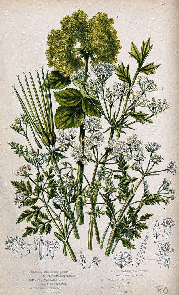 Anthriscus cerefolium (L.) Hoffm.
