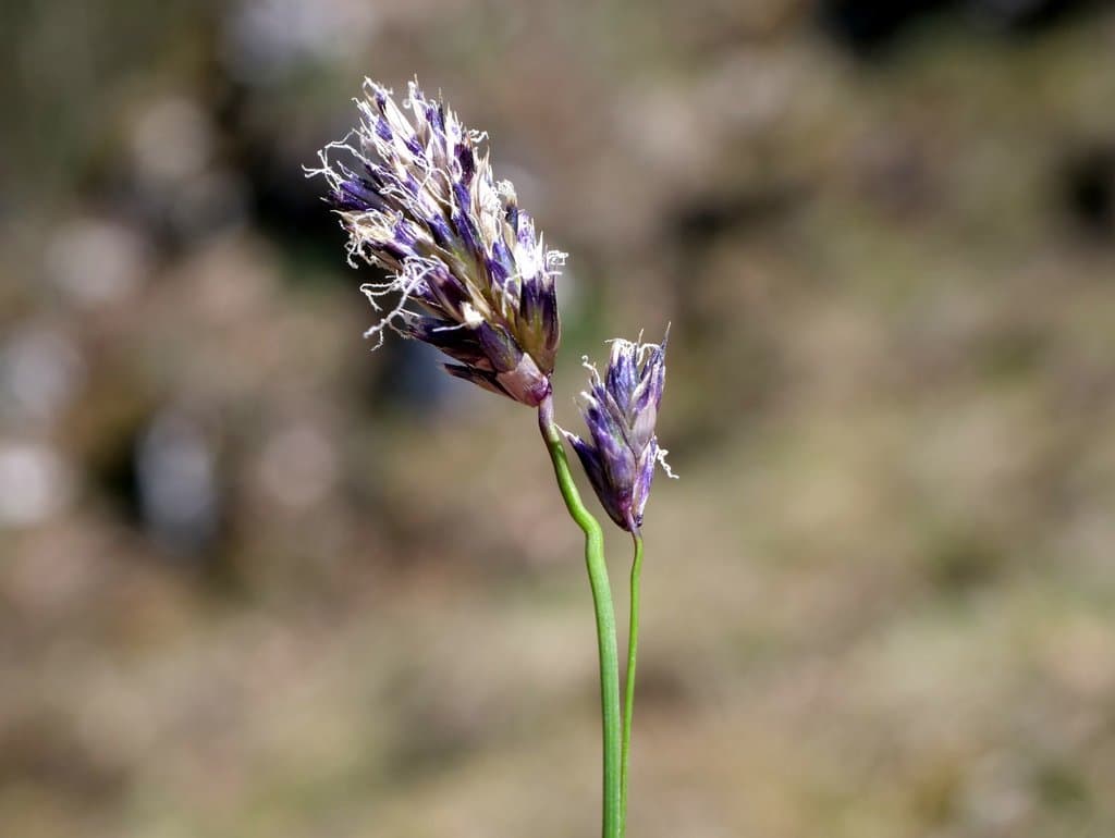Sesleria caerulea (L.) Ard.
