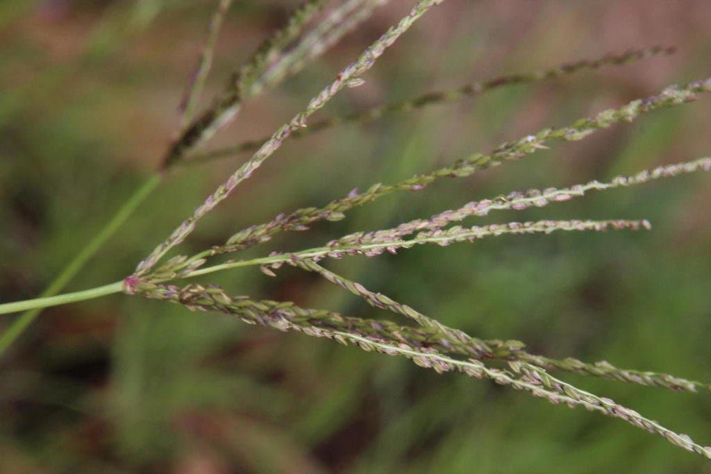 Digitaria eriantha Steud.