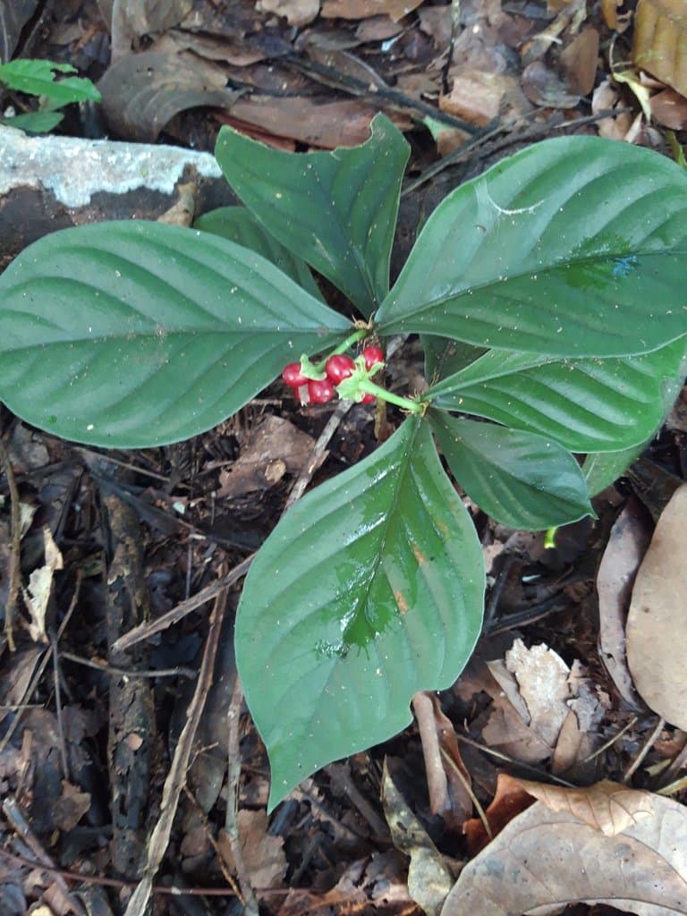 Carapichea ipecacuanha (Brot.) L.Andersson
