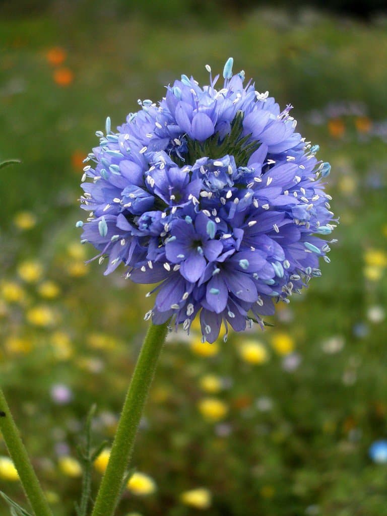 Gilia capitata Sims