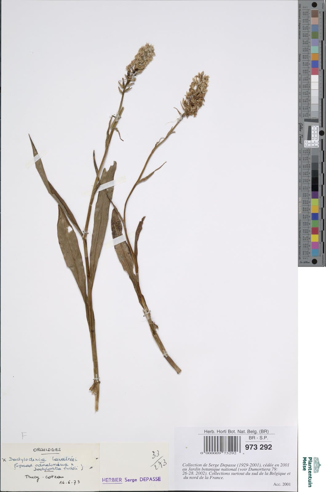 ×Dactylodenia lawalreei P.Delforge & D.Tyteca