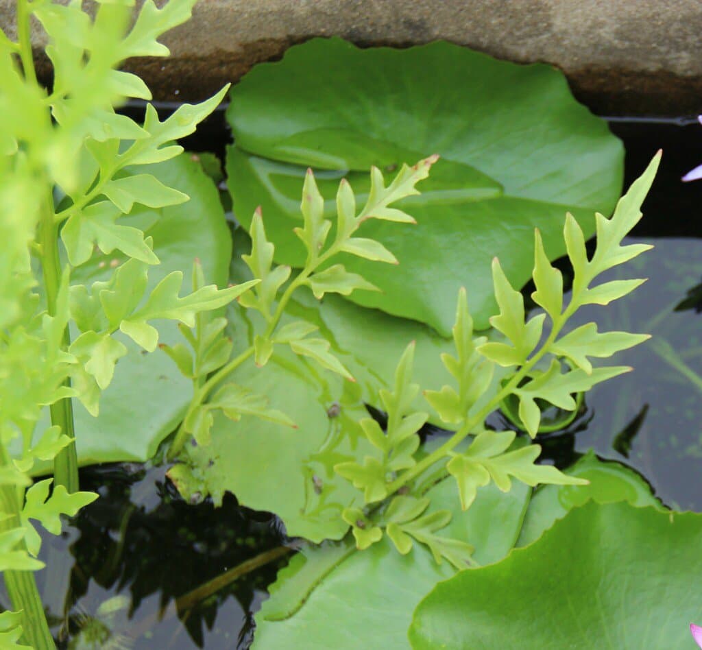 Ceratopteris thalictroides (L.) Brongn.