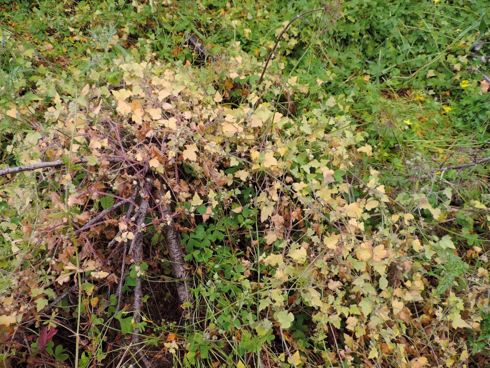 Drusa glandulosa (Poir.) H.Wolff ex Engl.
