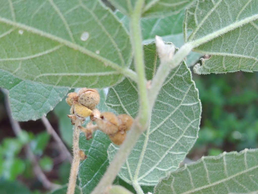 Bernardia dichotoma (Willd.) Müll.Arg.