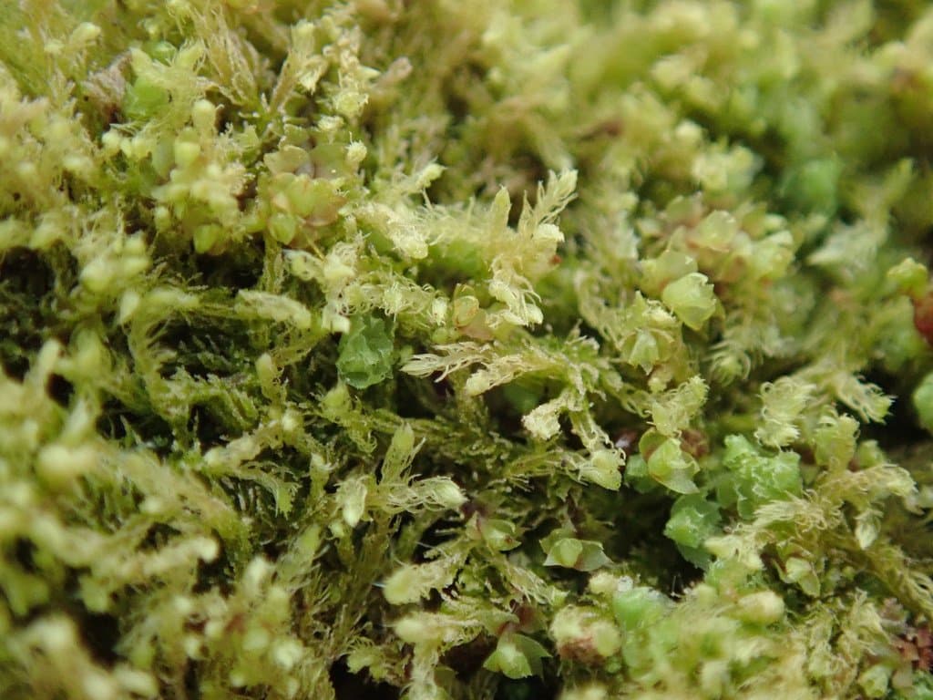Blepharostoma trichophyllum (L.) Dumort.