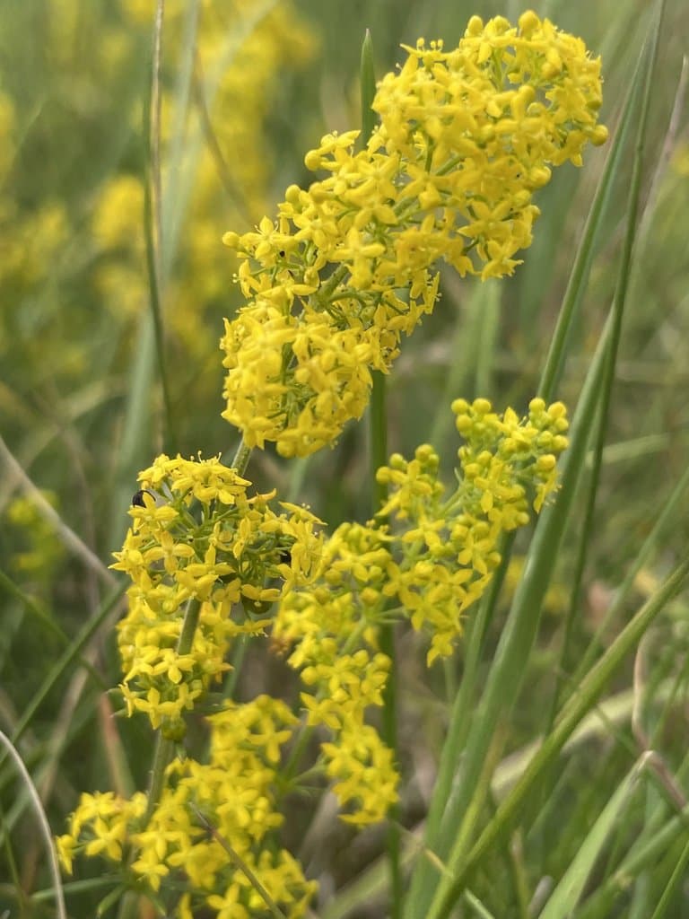 Galium verum L.