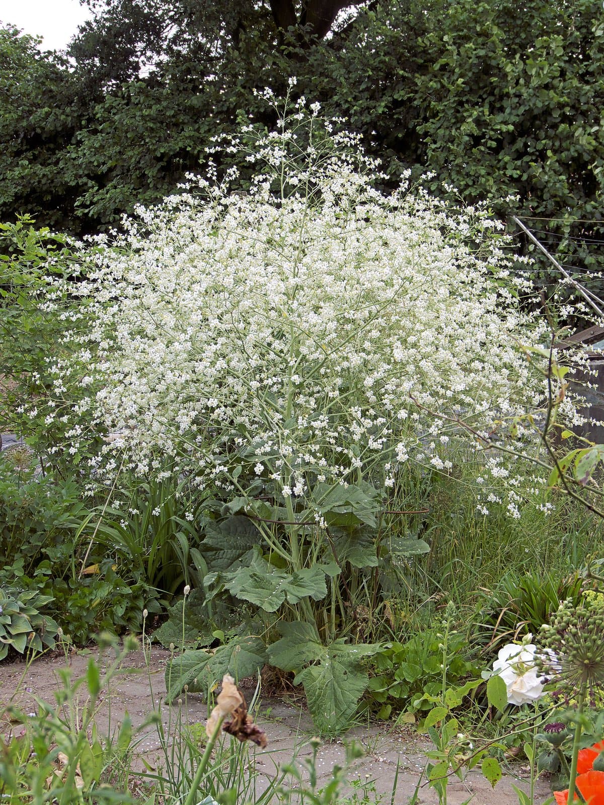 Crambe cordifolia Steven