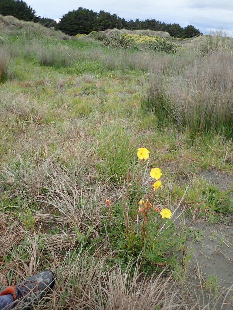 Oenothera stricta Link