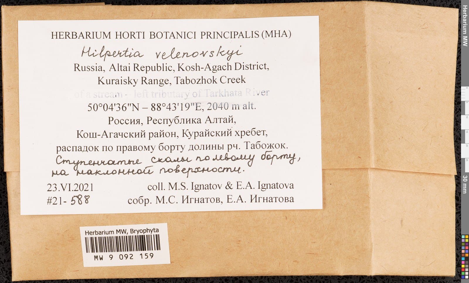 Hilpertia velenovskyi (Schiffn.) R.H.Zander
