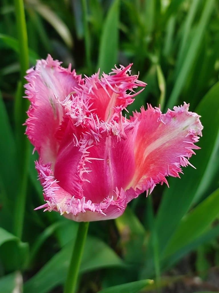 Tulipa gesneriana L.