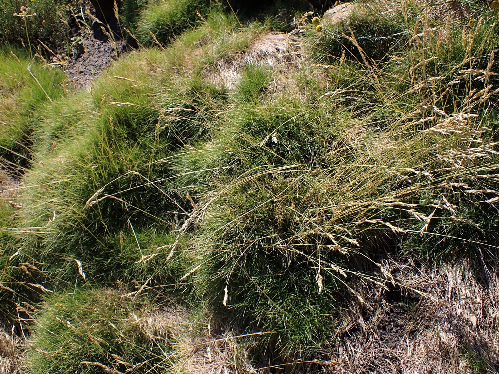Festuca gautieri (Hack.) K.Richt.