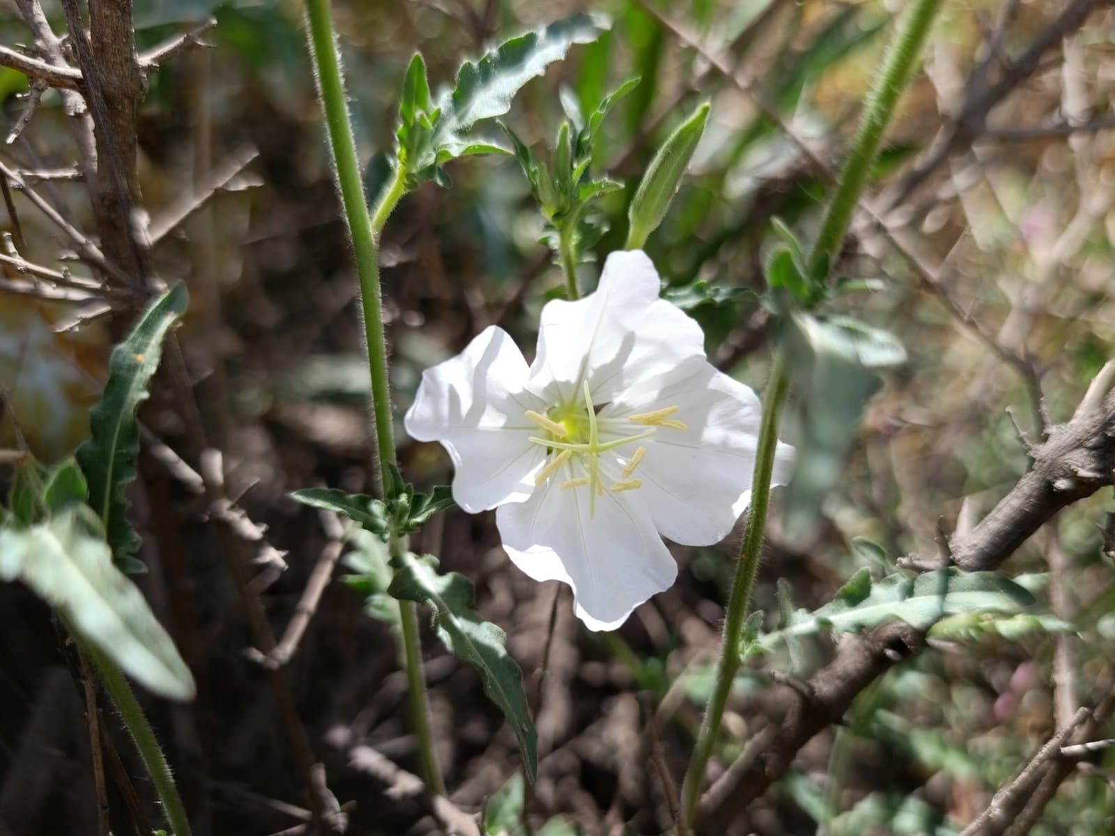 Oenothera kunthiana (Spach) Munz