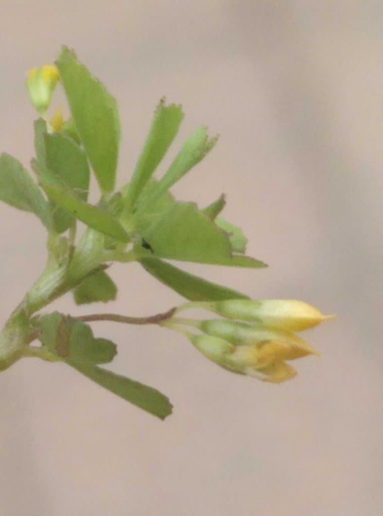 Trifolium micranthum Viv.