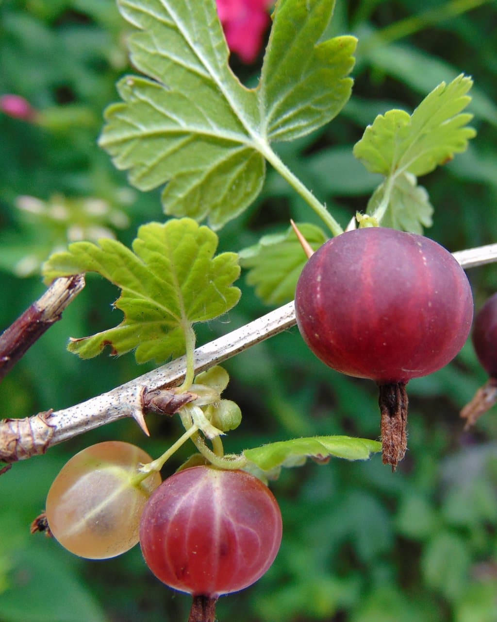 Ribes hirtellum Michx.