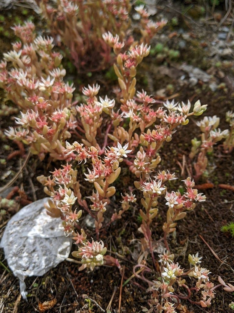 Sedum hispanicum L.