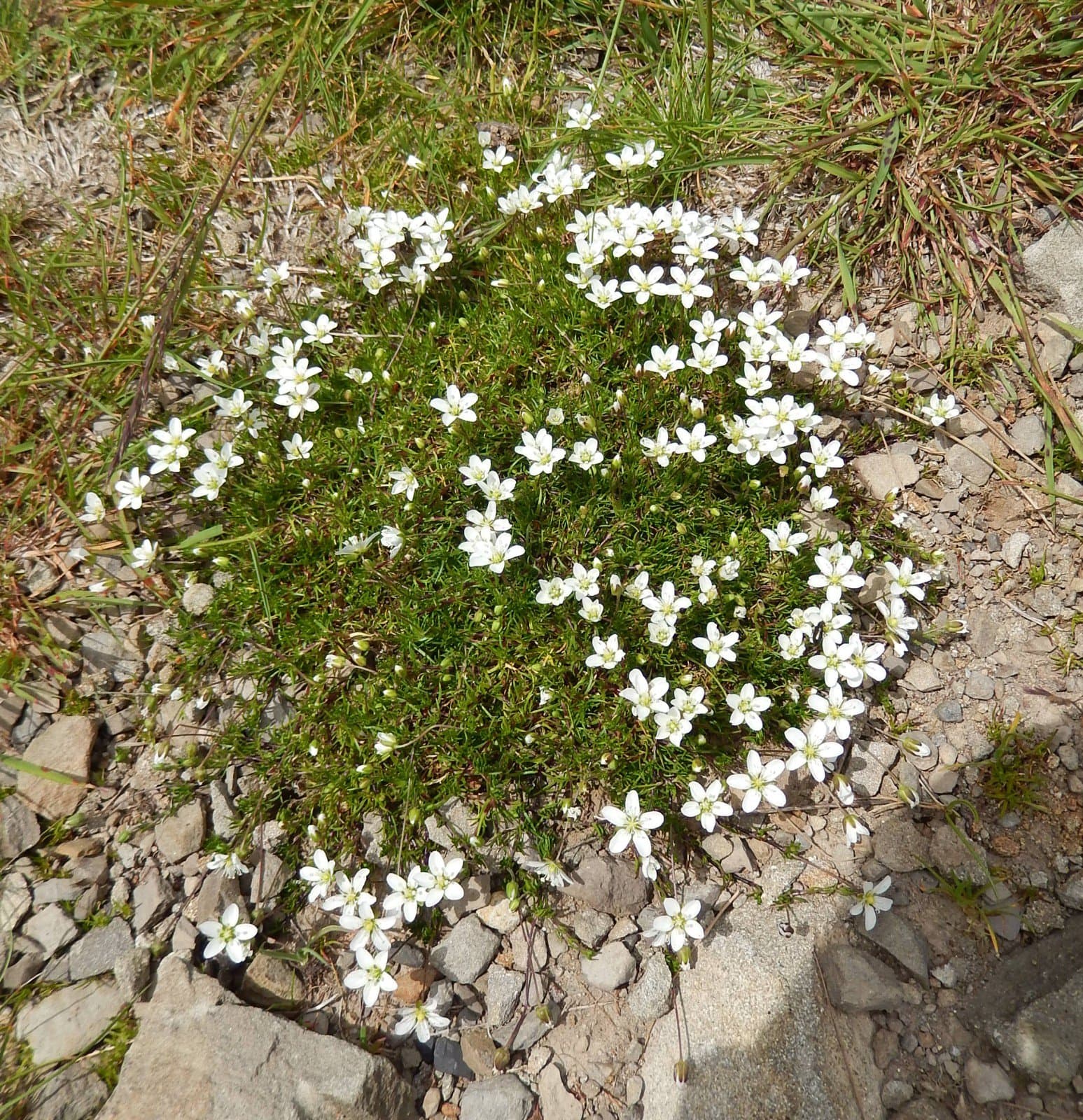 Sagina glabra (Willd.) Fenzl