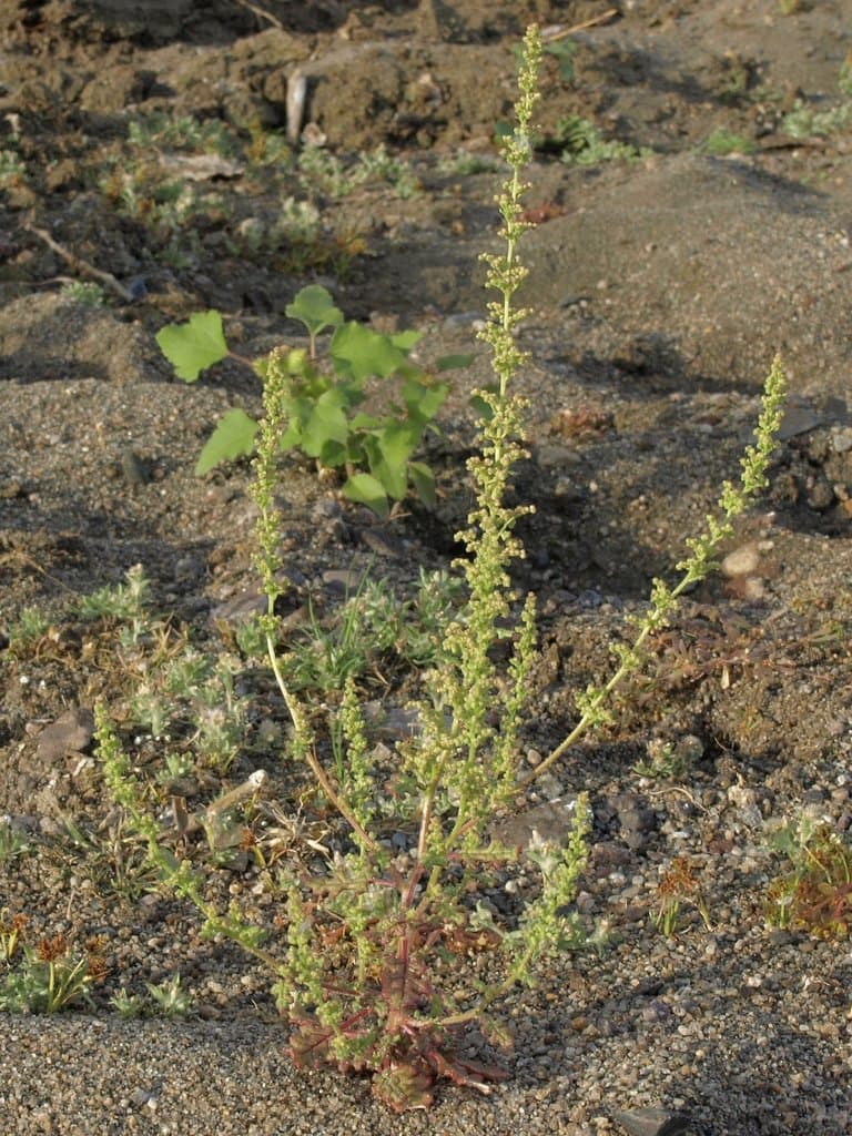 Dysphania botrys (L.) Mosyakin & Clemants